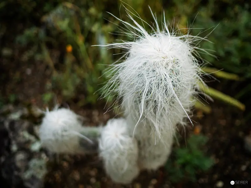 White Botanical Specimen: Delicate Cactus with Wispy Fibrous Exterior in Natural Setting
