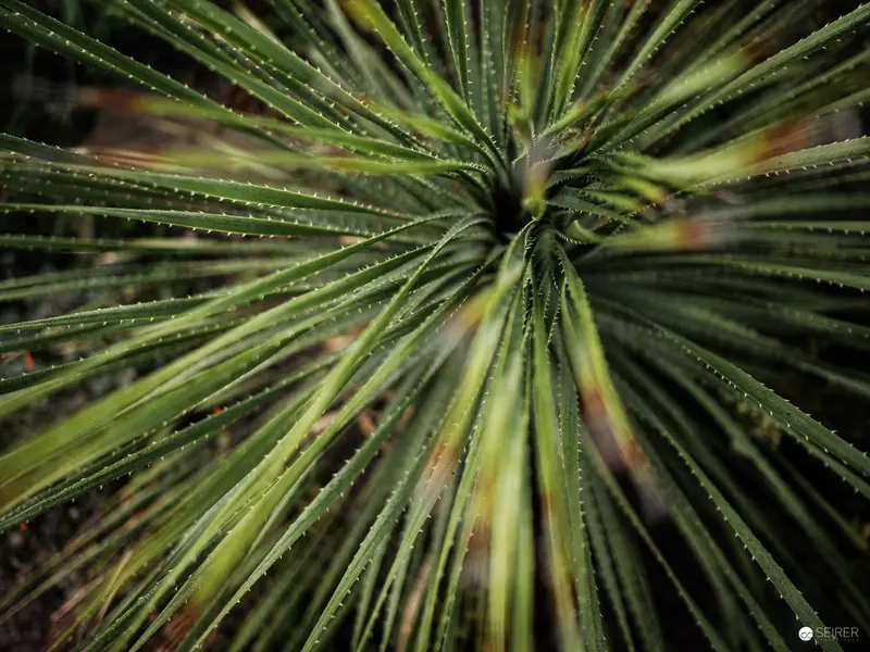 Radial Symmetry of Spiky Green Plant with Water Droplets