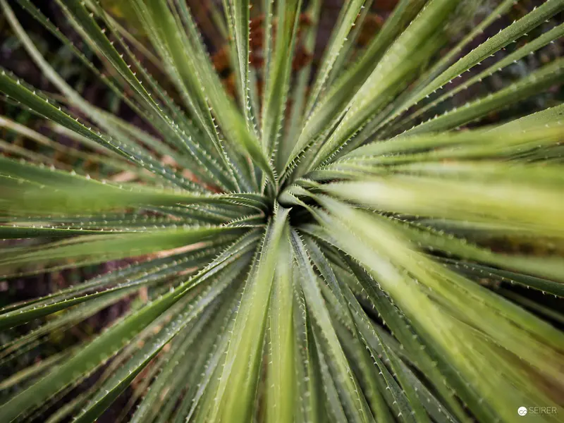 Botanical Macro Study: Symmetrical Succulent with Serrated Edges in Green Spectrum