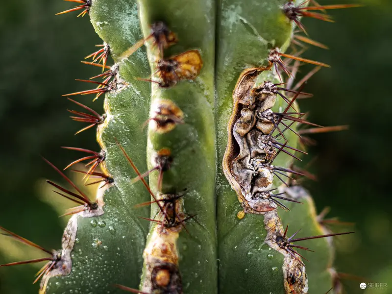 Detailed Close-Up of Diseased Desert Cactus with Spines and Decay