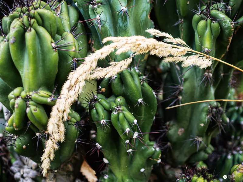 Dense Green Cacti Cluster with Arching Golden Grass Plume