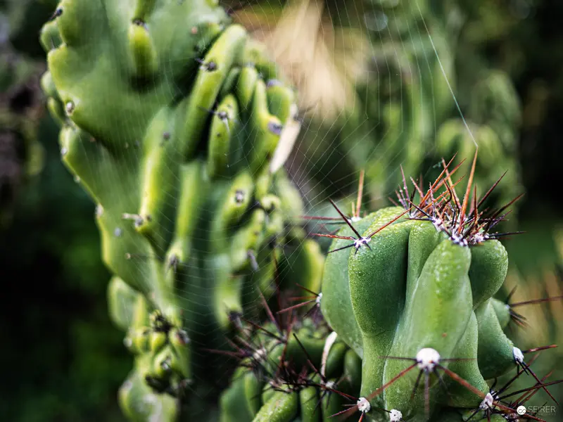 Verdant Cacti with Delicate Spines and Intricate Spider Webs in Macro Detail