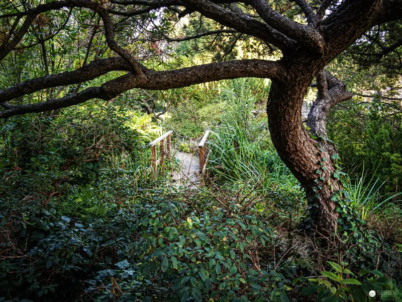 Verdant Garden Scene with Gnarled Tree and Overgrown Vegetation
