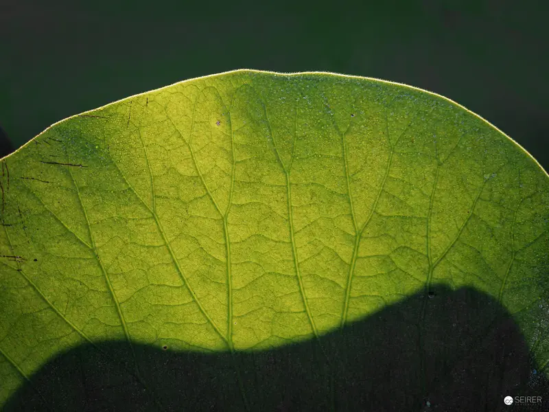 Luminescent Green Leaf Revealing Intricate Venation in Botanical Detail