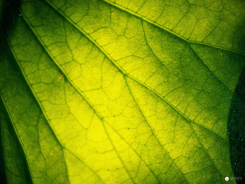 Intricate Leaf Venation in Vibrant Green Macro Perspective
