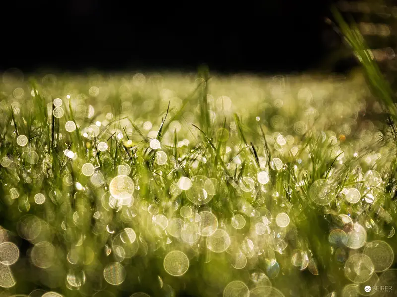 Morning Dew on Grass: Luminous Bokeh in Verdant Botanical Landscape