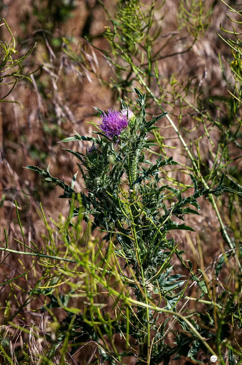 Thistle Bloom: Purple Flower Amid Tangled Wilderness Vegetation