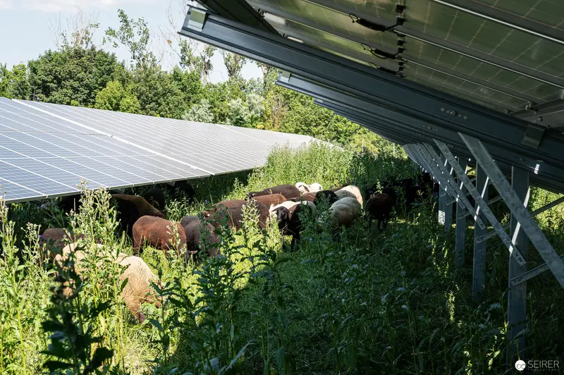 Solar Array Grazing: Sheep Maintaining Vegetation Between Photovoltaic Panels