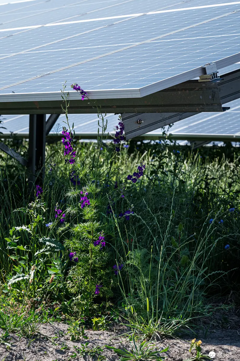 Solar Panels and Purple Wildflowers: Ecological Landscape Intersection