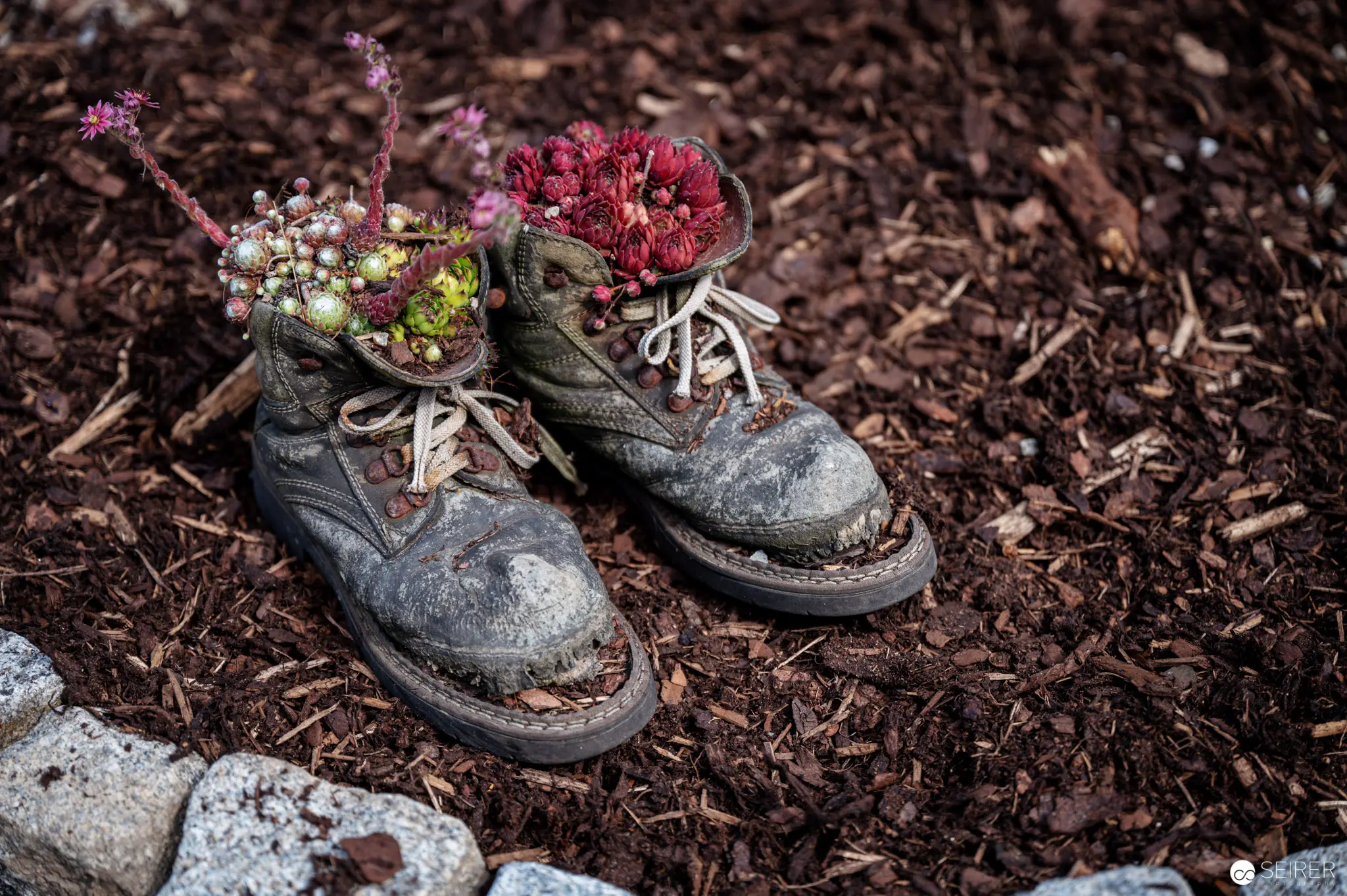 Weathered Work Boots Repurposed as Rustic Floral Planters on Mulch