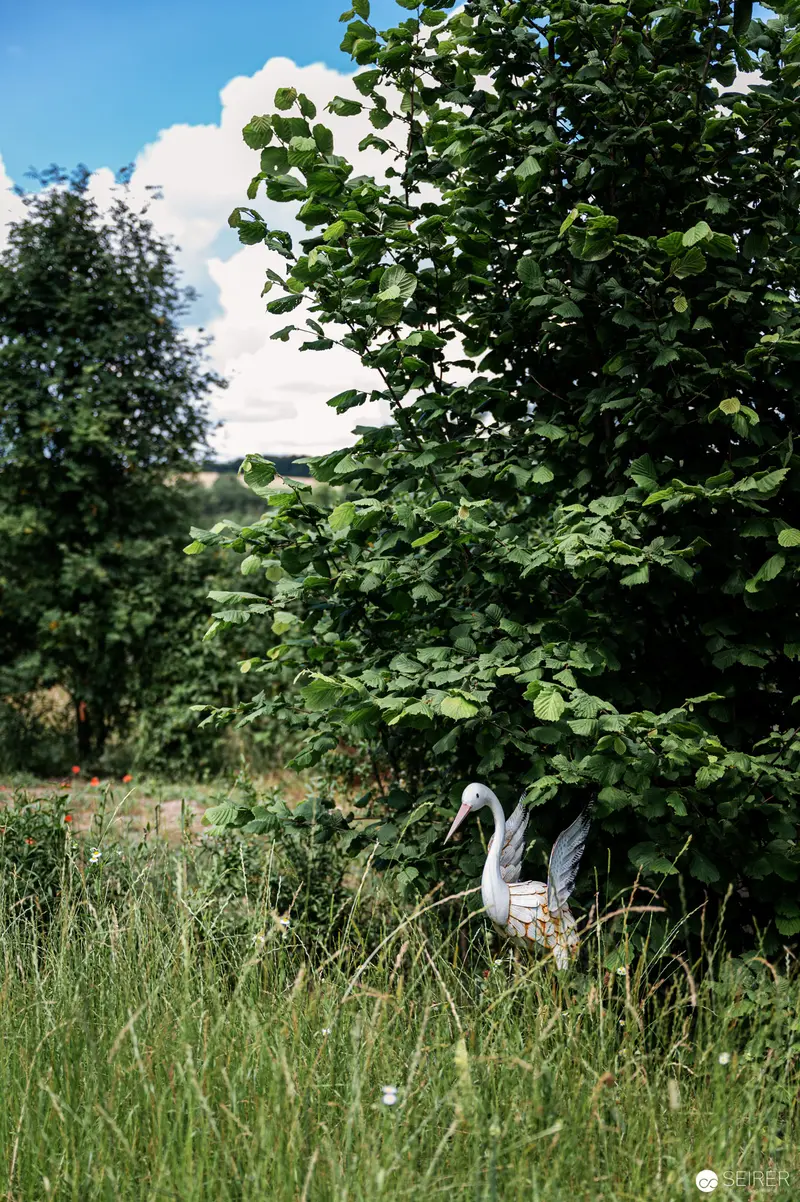 Goose Nestled in Verdant Summer Meadow Beside Dense Foliage
