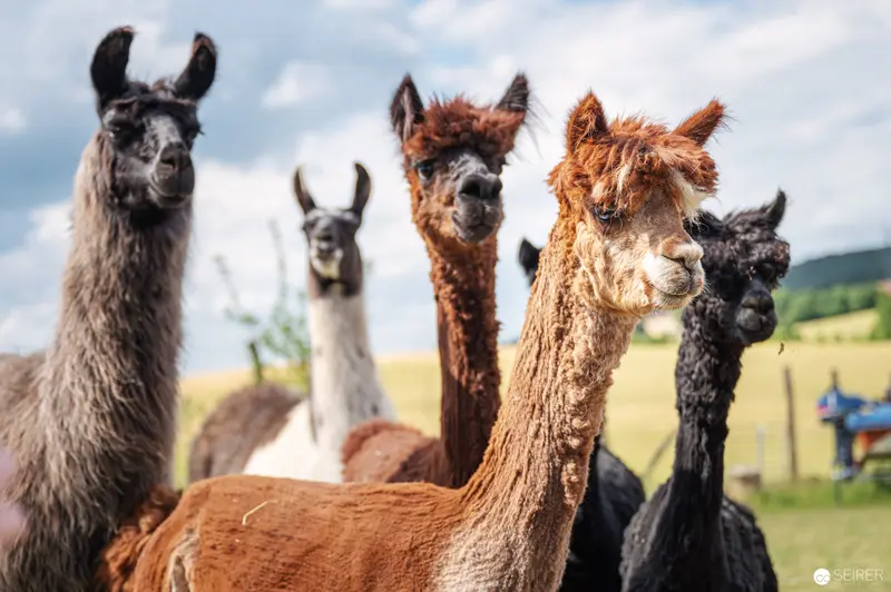 Andean Camelids: Diverse Herd of Llamas and Alpacas in Pastoral Landscape