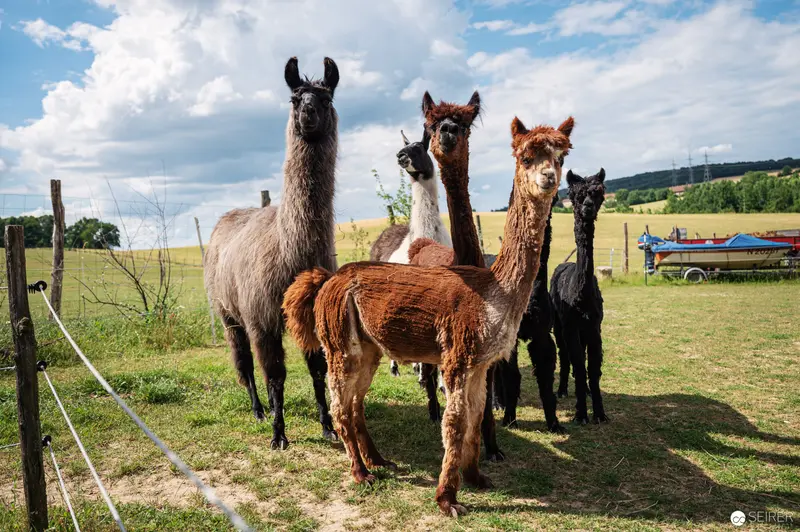 Alpacas in Pastoral Landscape: Diverse Herd on Sunlit Grassland