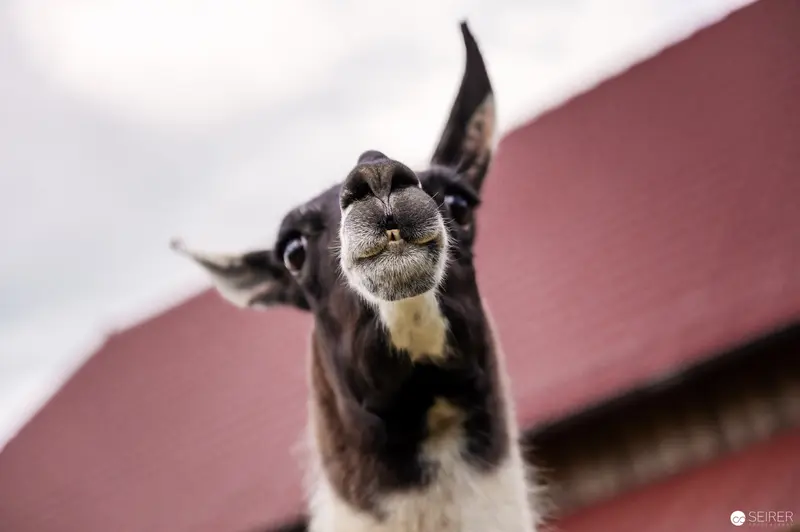 Distorted Goat Portrait with Comical Facial Expression Against Rustic Background