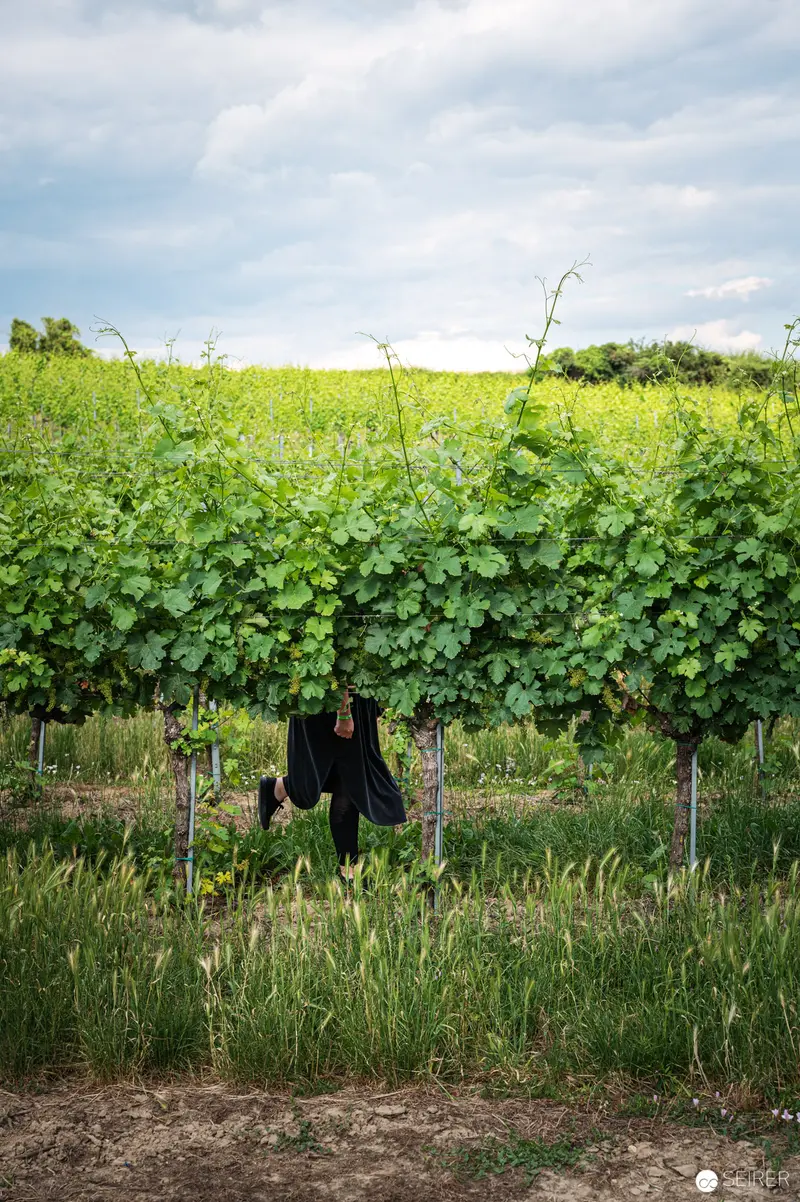 Green Vineyard Landscape with Trellised Grapevines Under Clouded Sky