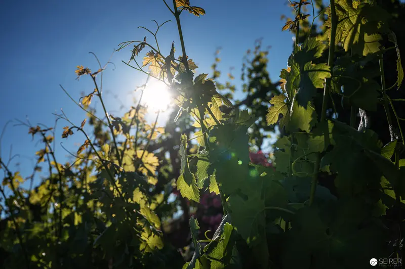 Sunlight Filtering Through Vineyard Leaves at Golden Hour