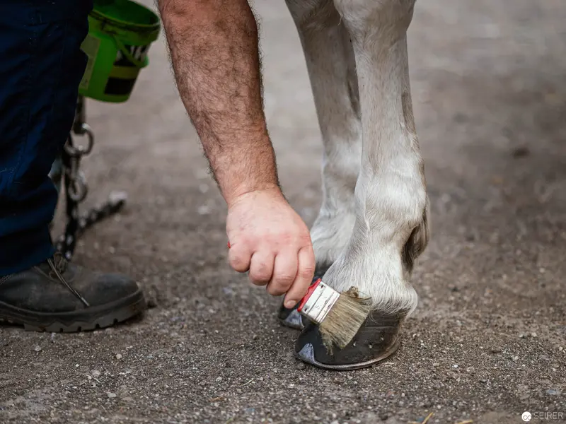 Detailed Hoof Grooming During Equine Care and Maintenance