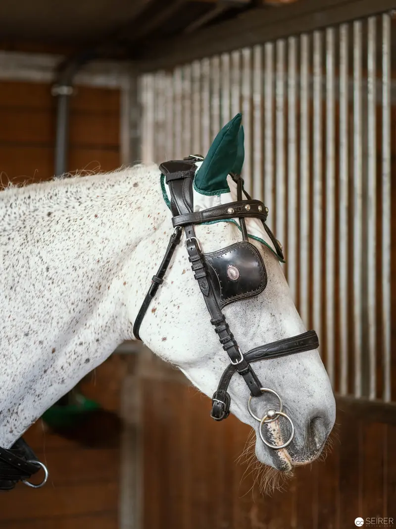 White Dressage Horse with Green Ear Bonnet in Stable Setting