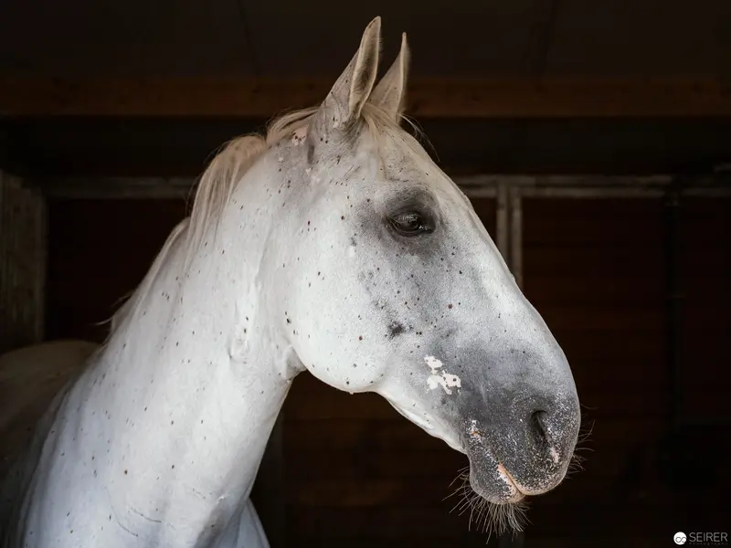 White Horse Portrait in Dramatic Low-Key Equine Study