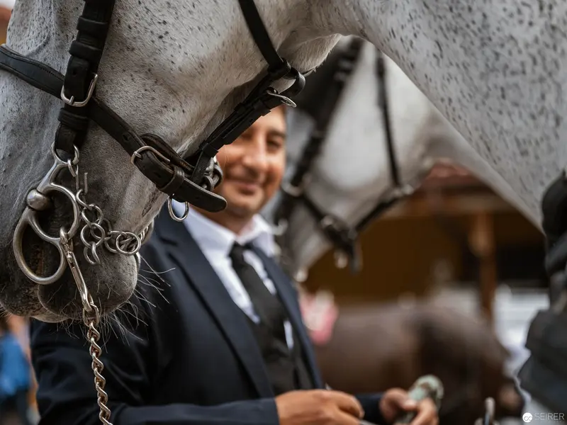 Elegant Handler with Gray Carriage Horses at Riding Dinner Event in Vienna