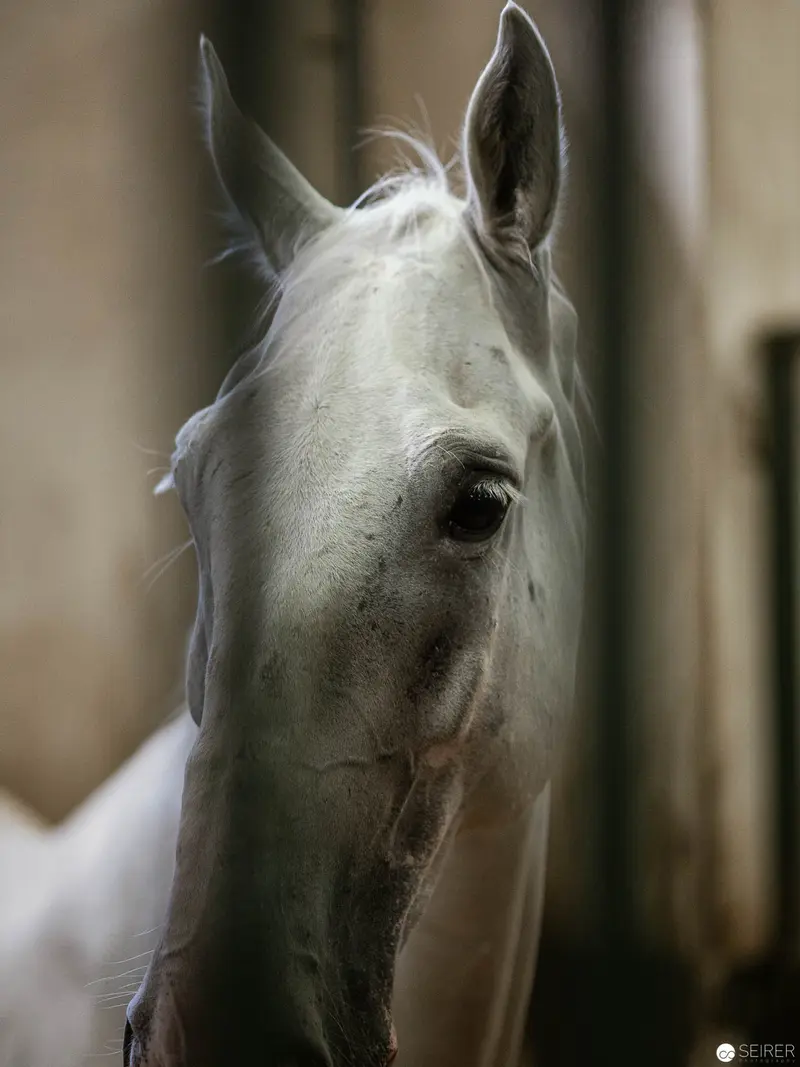 Intimate Portrait of a White Horse in Profile