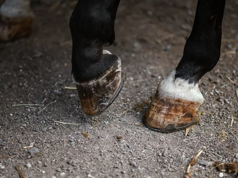 Close-up of Weathered Horse Hooves on Gravelly Terrain