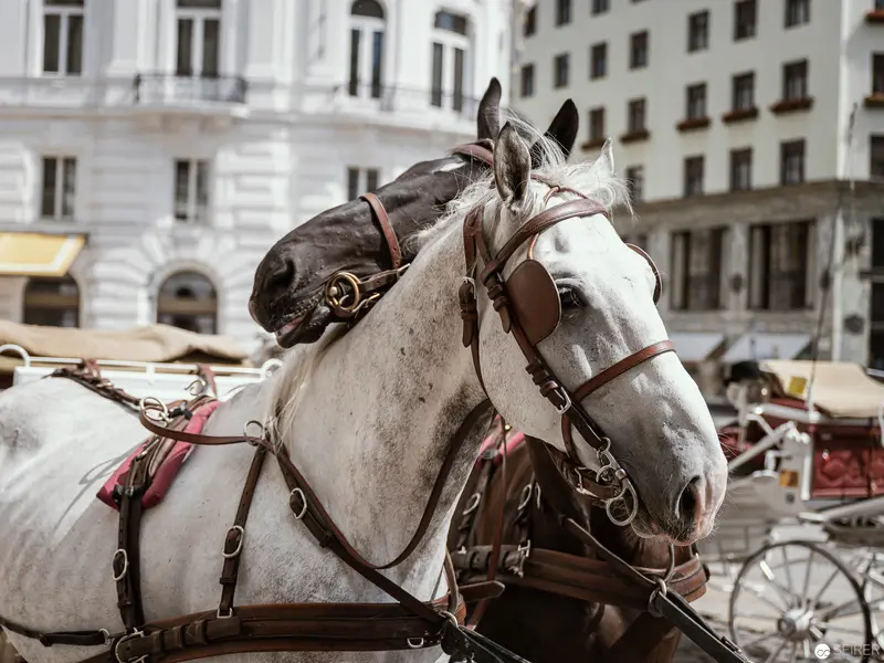 Harnessed White Carriage Horses Positioned on Vienna Street with Baroque Architecture