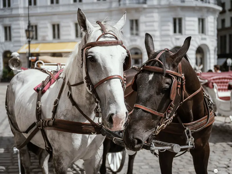 Harnessed Carriage Horses Paired in Vienna's Urban Architectural Setting