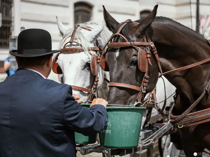 Viennese Coachmen Caring for Horses with Traditional Elegance