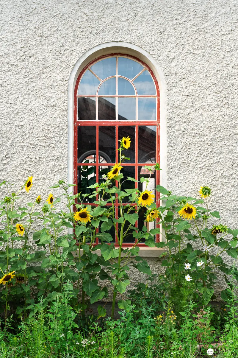 Sunflowers Framing Arched Window on Textured White Stucco Wall