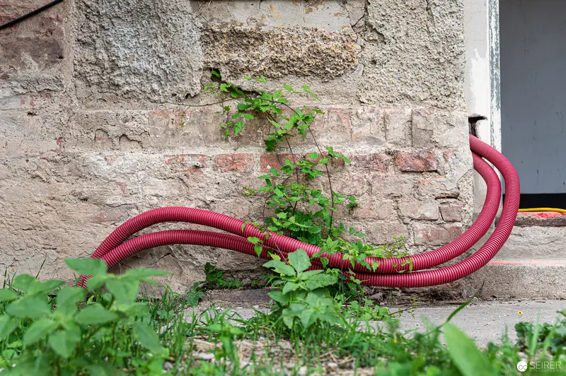 Red Conduit Pipe Entwined with Greenery Against Weathered Wall Texture