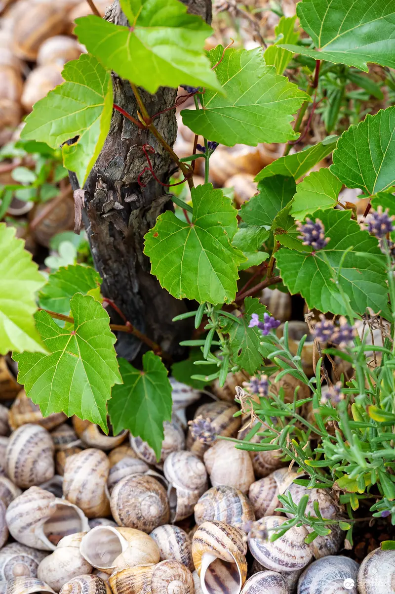Organic Composition with Snail Shells, Green Leaves, and Textured Bark