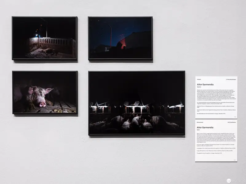 Industrial Farming Nightscapes: Pigs in Confined Illuminated Spaces