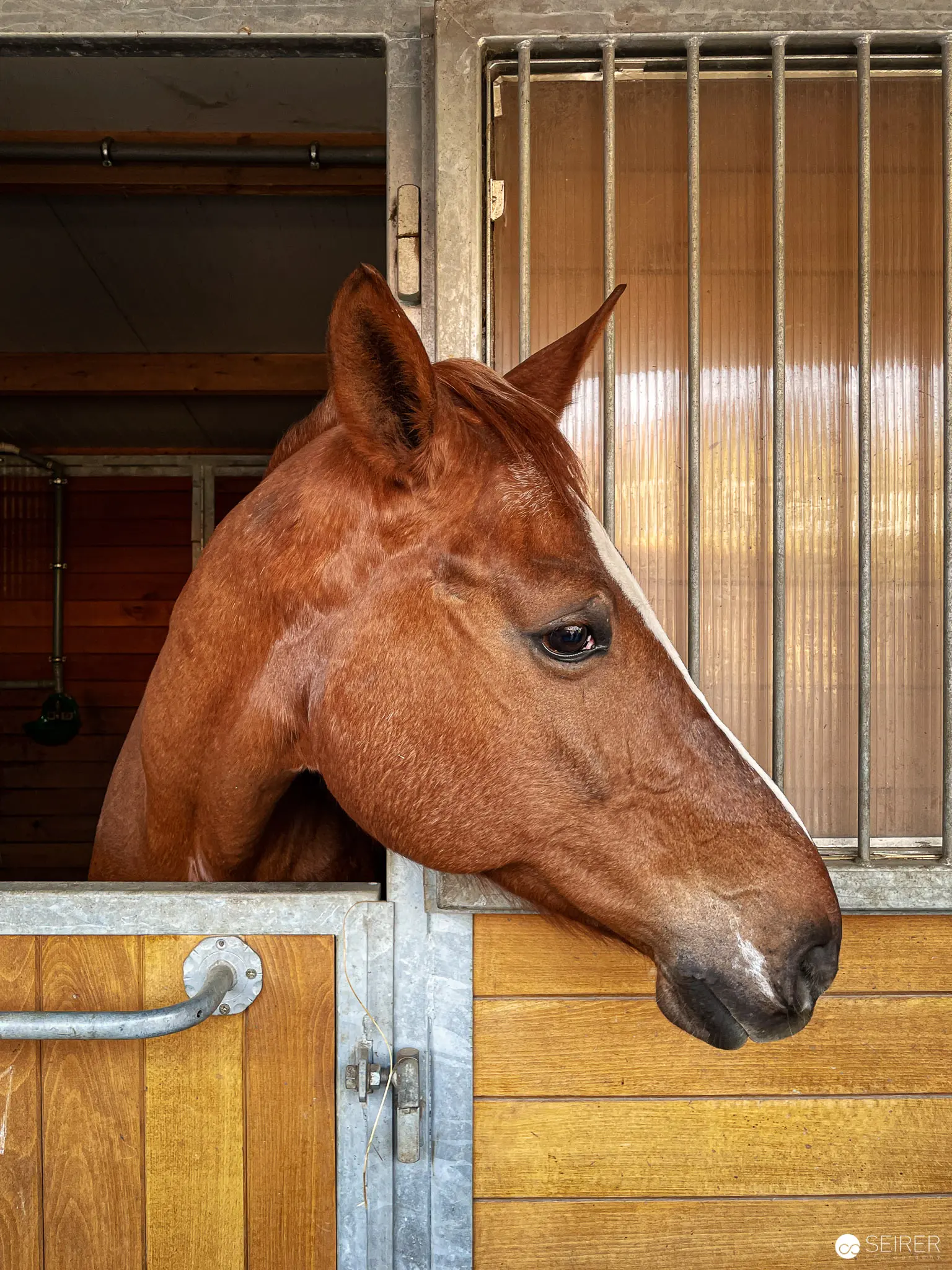 Chestnut Horse Peering from Stable Stall in Warm Afternoon Light