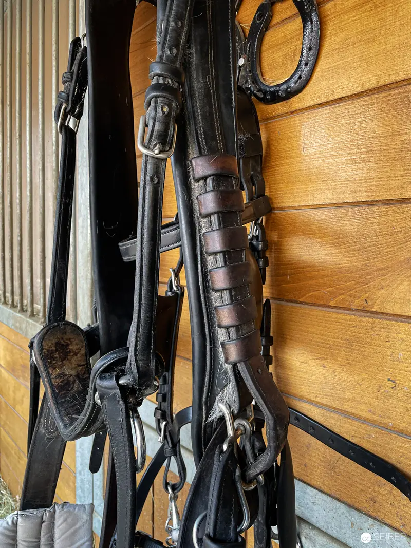 Leather Straps and Wooden Wall: Equestrian Equipment in Traditional Stable Setting