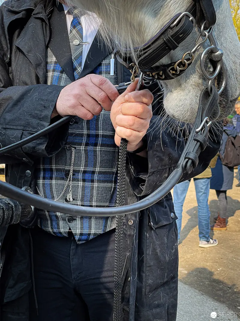 Vienna Fiaker Handler Adjusts Harness in Detailed Close-Up