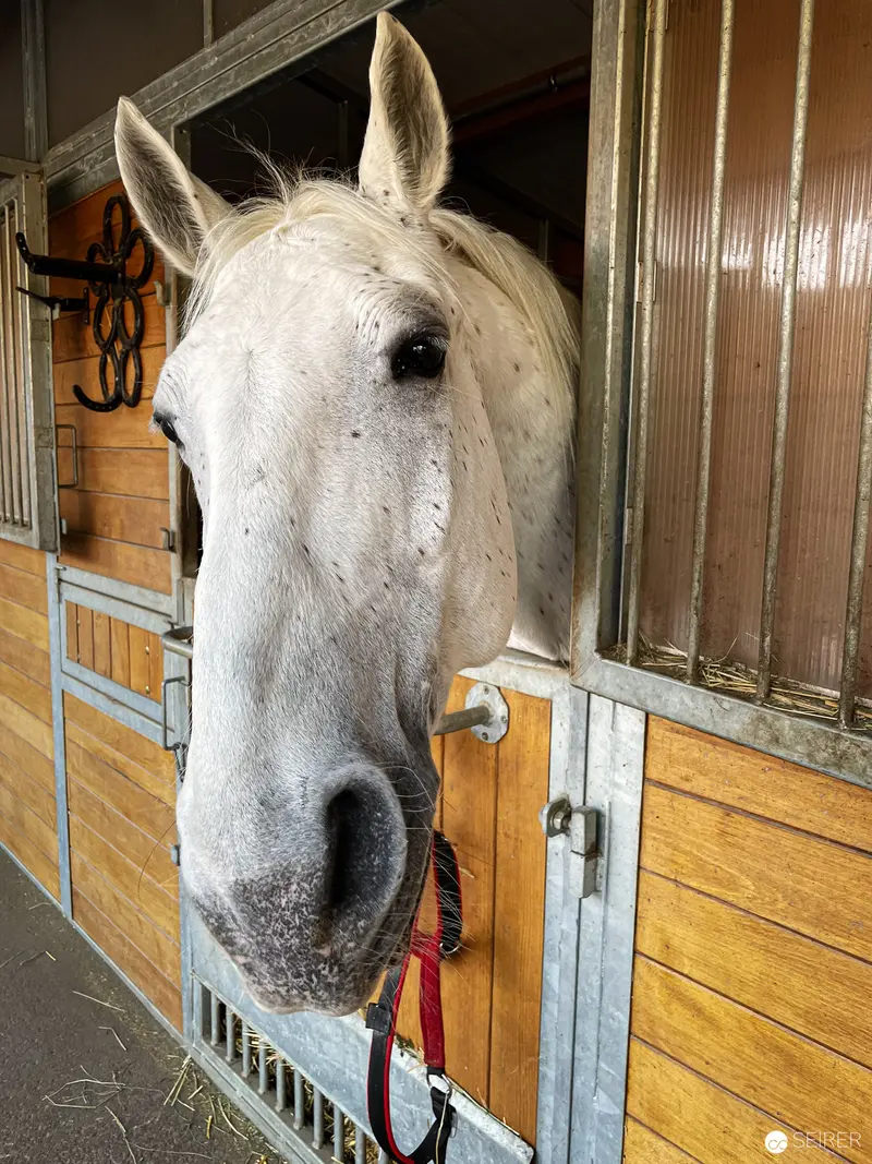 White Horse Peering from Wooden Stable Stall with Hanging Bridle