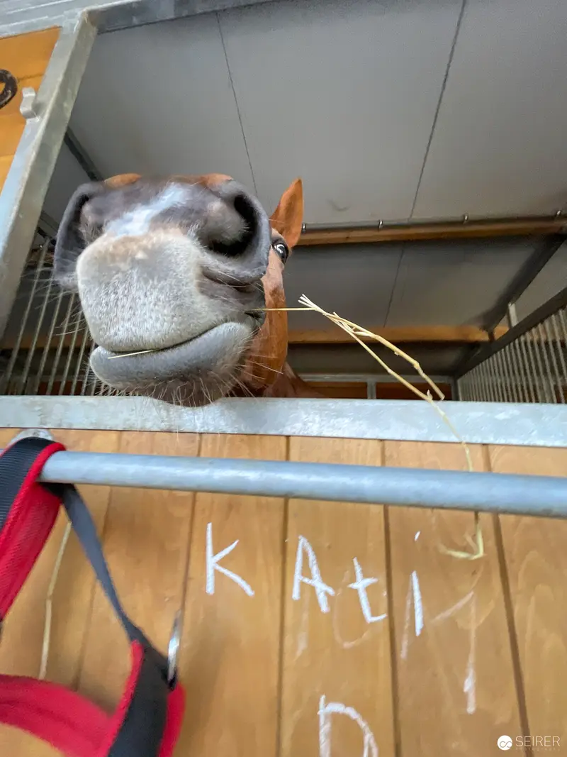 Equine Close-Up in Stable: Curious Horse Peering Over Wooden Stall Divider