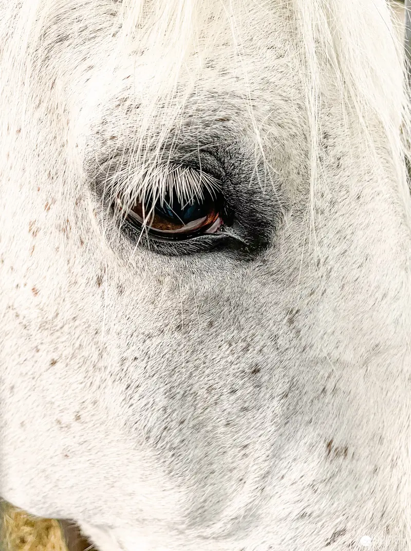 Intimate Equine Portrait: White Horse Eye in Monochromatic Detail