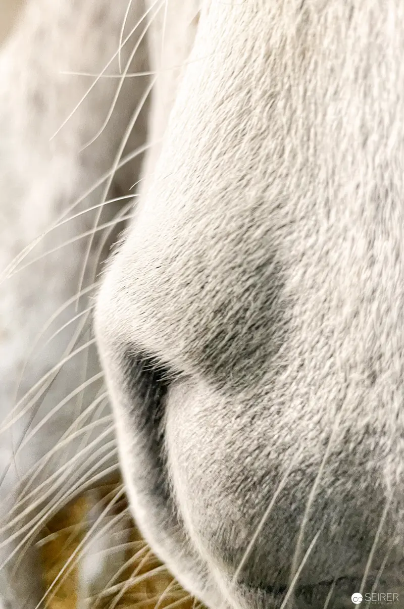 Extreme Close-Up of Animal Nose Revealing Textural Whisker and Fur Details