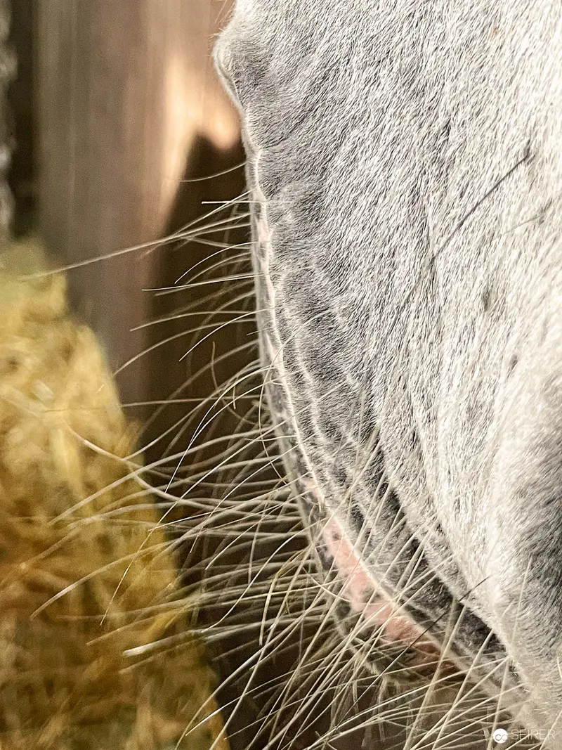 Equine Close-Up: Textural Detail of Horse Coat and Whiskers
