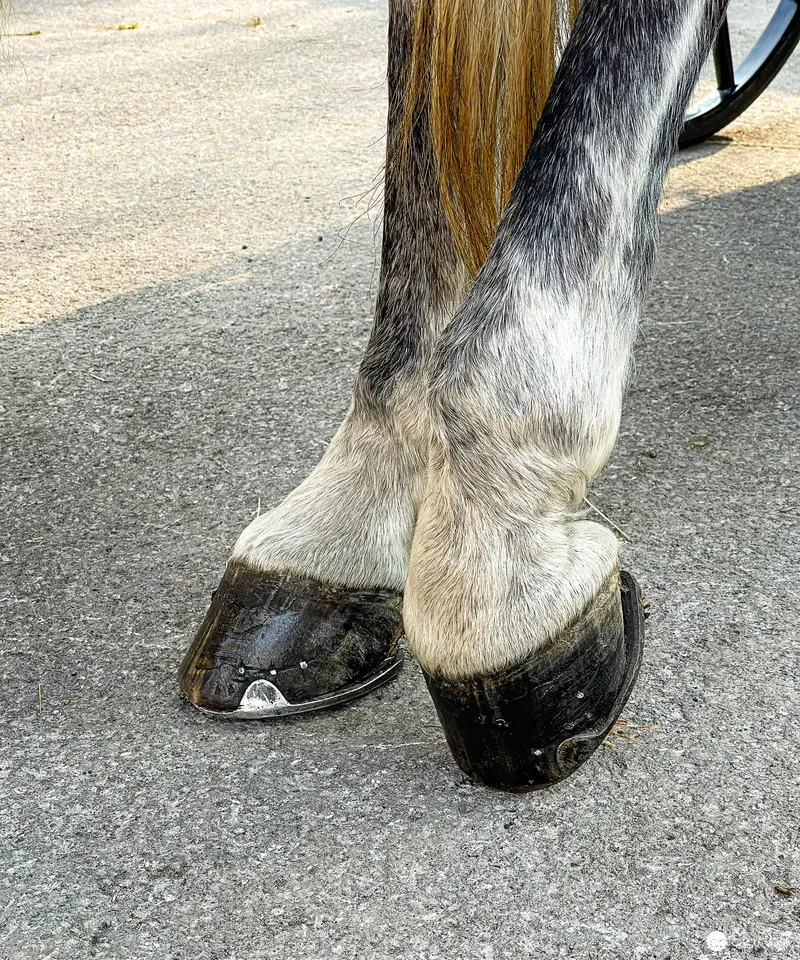 Detailed Close-Up of Horse Hoof on Asphalt Surface during Vienna Fiaker Ride