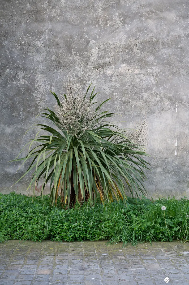 Verdant Urban Landscape with Potted Plant Against Textured Concrete Wall