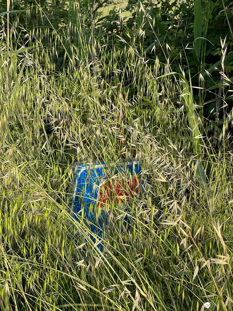 Blue Object Obscured in Dense Wild Grass Vegetation