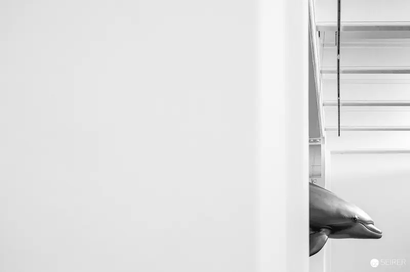 Dolphin Emerging from Minimalist Architectural Space in Monochrome