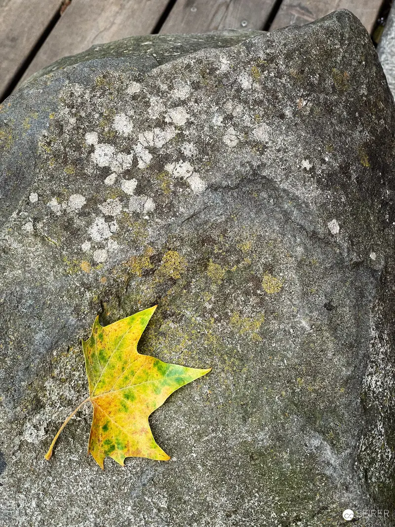 Autumn Maple Leaf on Weathered Stone with Lichen Patina