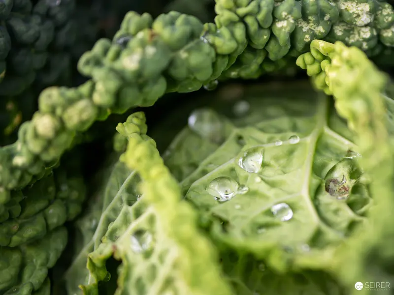 Urban Agriculture in Vienna, August 2023