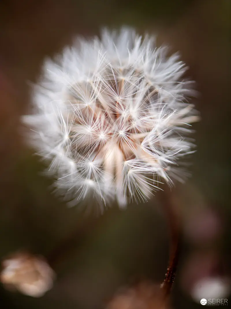 Delicate Dandelion Seed Head in Soft Focus Macro Photography