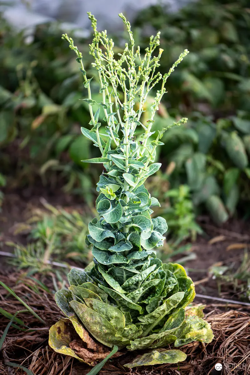 Mature Bolting Lettuce Plant with Flowering Stem in Garden Setting