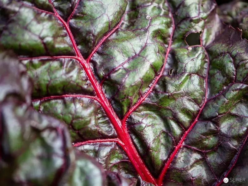 Crimson Veins: Macro Study of Verdant Botanical Leaf Texture